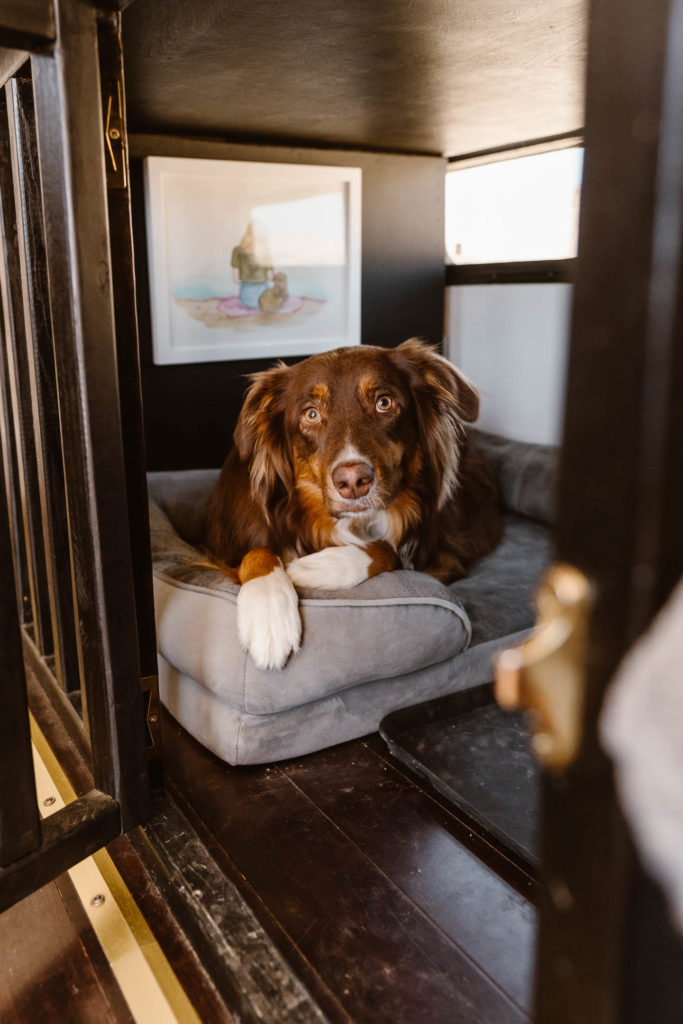 living in an rv full time with a dog