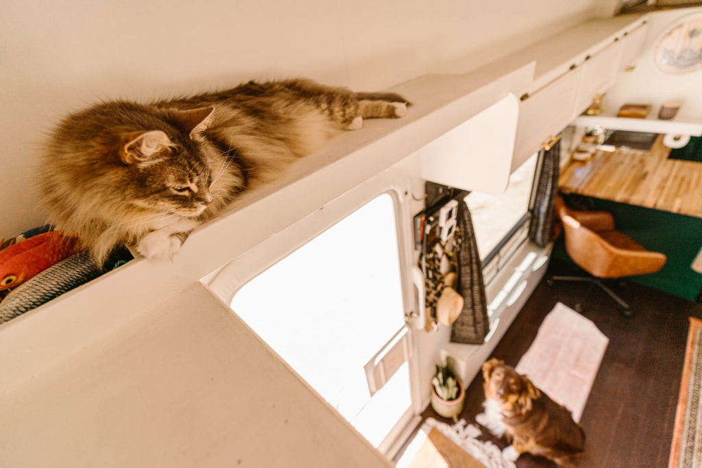 RVing with pets