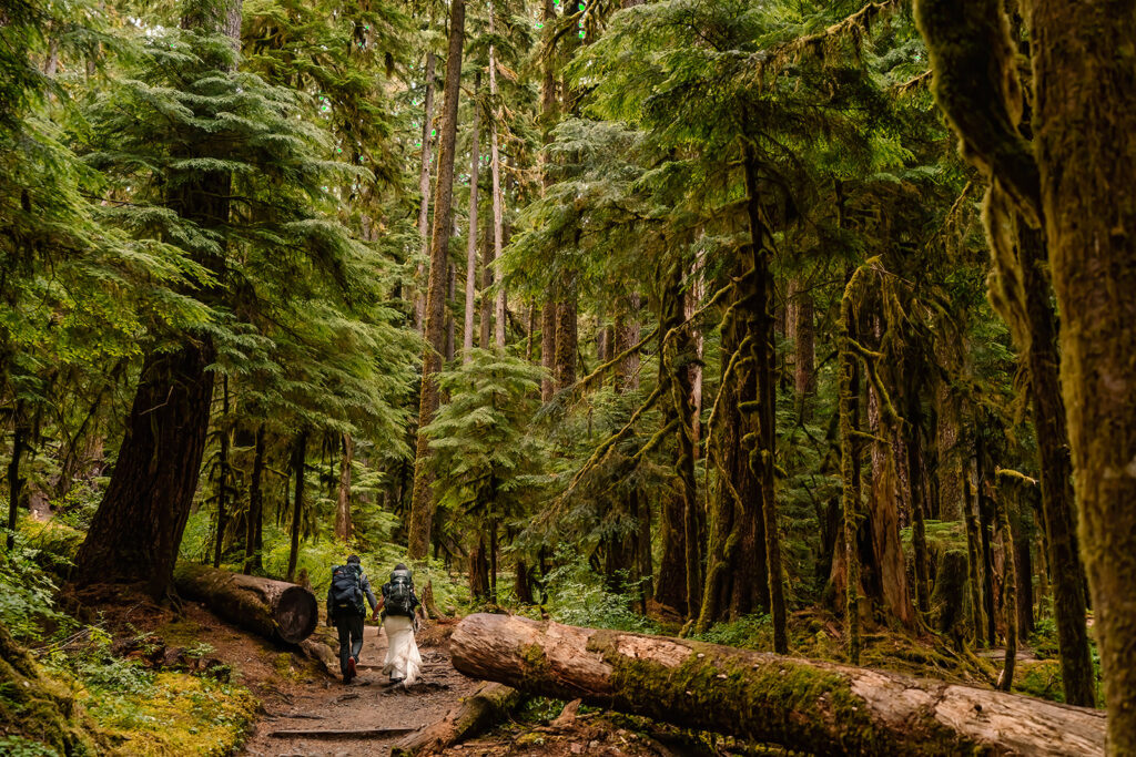After considering elopement vs wedding, a couple in wedding attire hikes on a wide gravel path, with their camping packs through a lush old growth trail surrounded by thick tree trunks with cut paths to allow hikers to walk through where the trees have fallen.