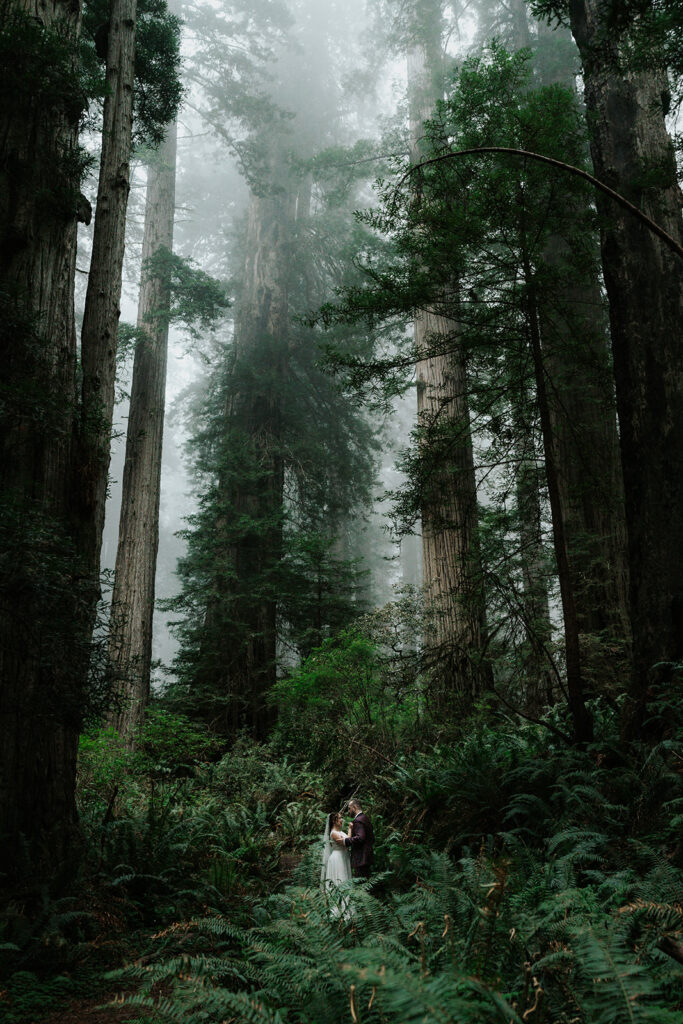 A shot that feels like no one is there. We see our bride and groom embrace, framed by lush greenery during their forest elopement. Trees towering behind them, with the canopy slowly fading into the moody marine layer.
