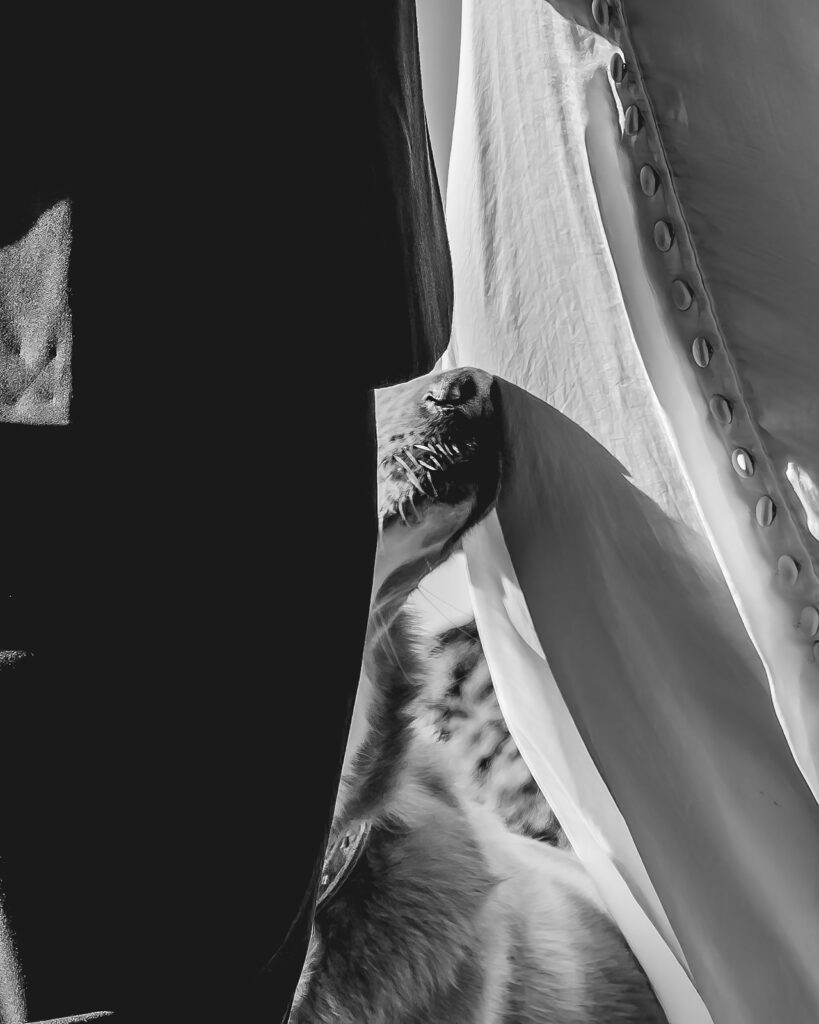 a black and white photo focused on the bride and grooms dog. Her nose is nestled between their wedding attire 