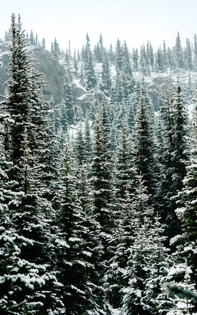 an infinite shot of of snowy pines towering up to the sky