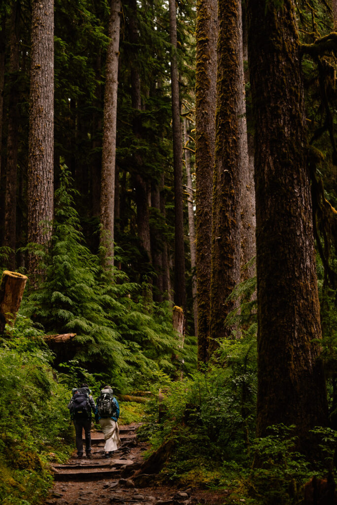 a couple in their wedding attire, with hiking packs strapped to their backs hike through an old growth forest with giant trees 