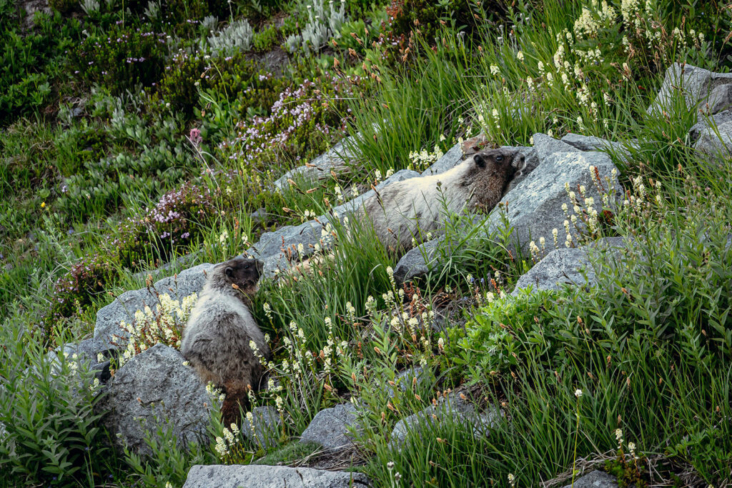 two marmots chase each other in pink and yellow wildflowers
