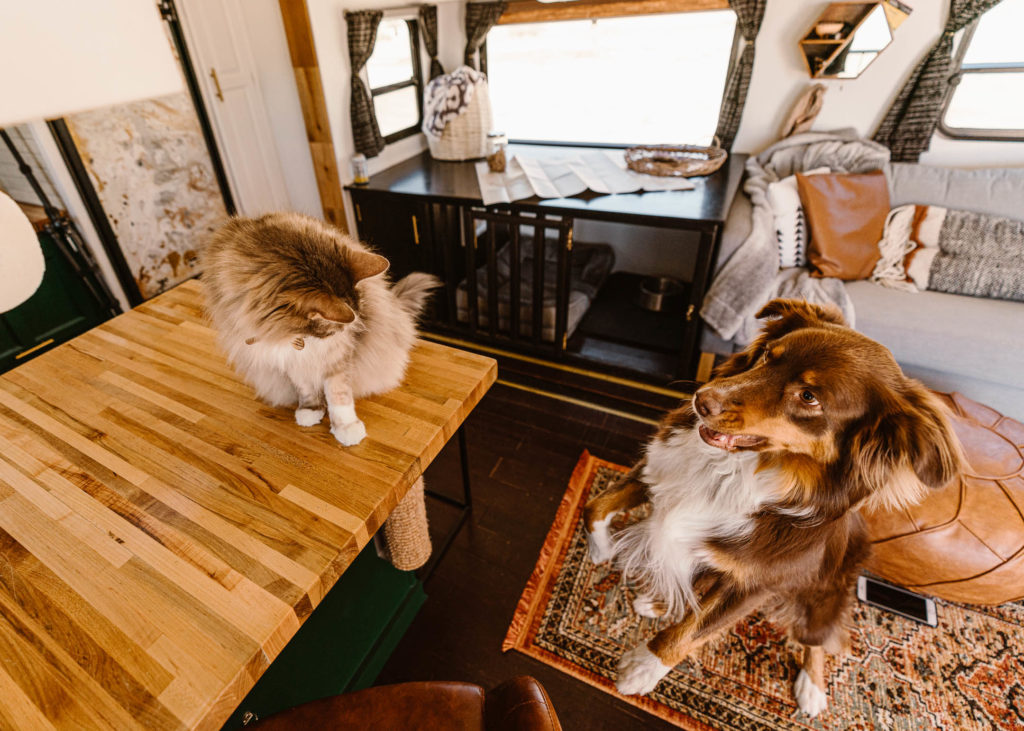 Traveling with pets while living in an rv full time 