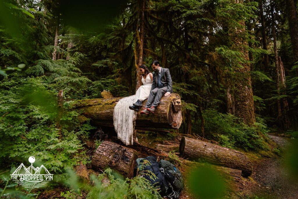 A couple in wedding attire sits on a fallen tree framed by the lush greenery  during their Washington elopement