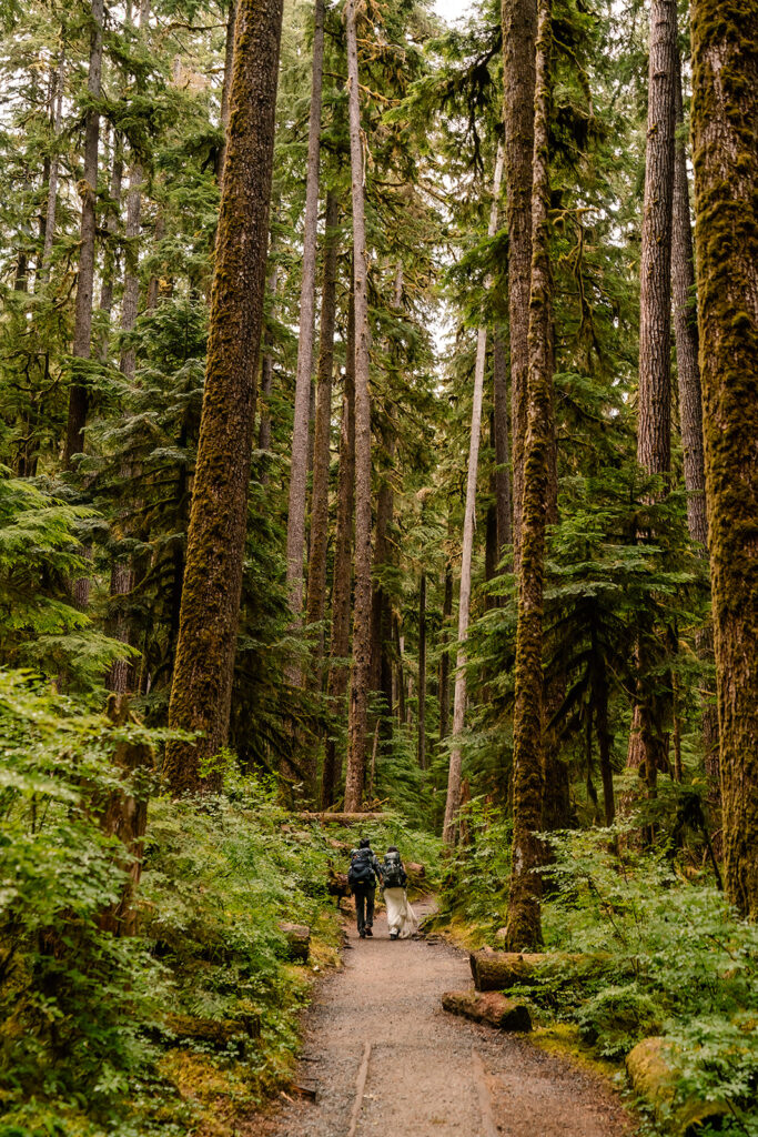 After considering elopement vs wedding, a couple in wedding attire hikes on a wide gravel path, with their camping packs through a lush old growth trail. 
