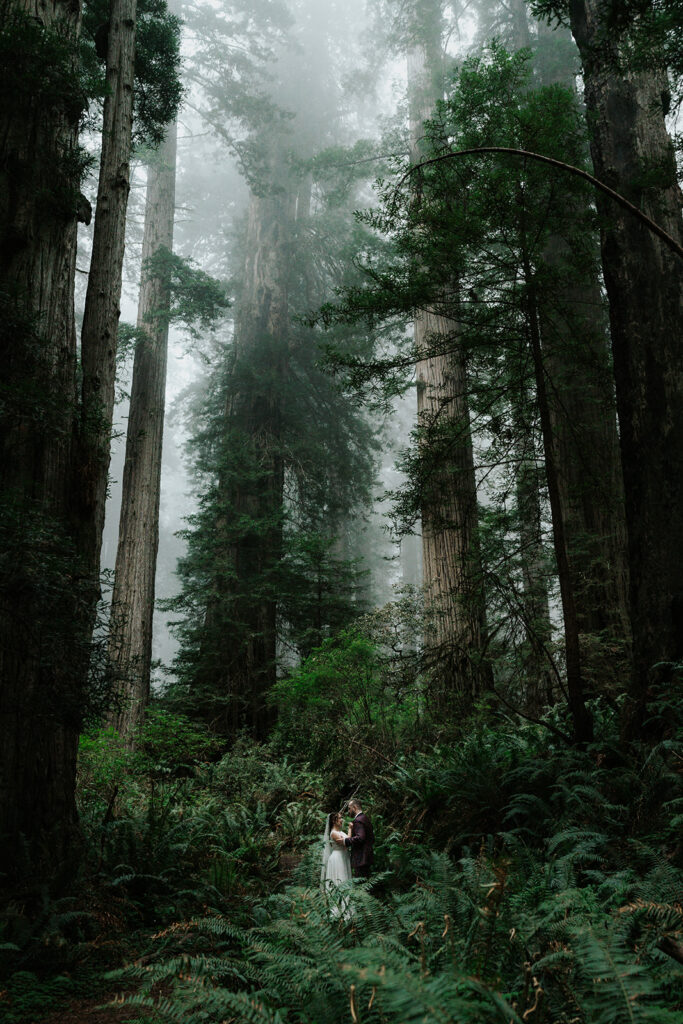 A shot that feels like no one is there. We see our bride and groom embrace, framed by lush greenery during their forest elopement. Trees towering behind them, with the canopy slowly fading into the moody marine layer. 