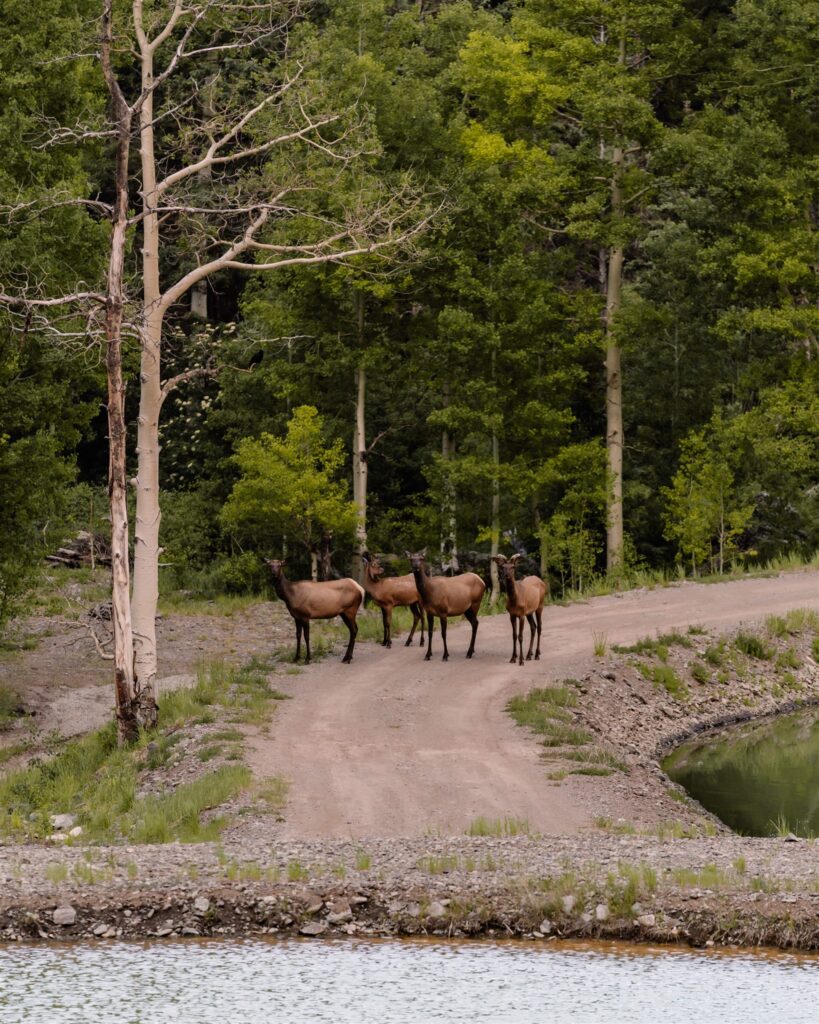 an image of a small herd of elk standing beside some greenery