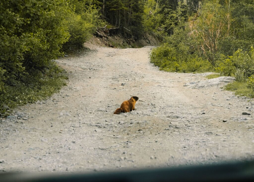 A shot of a chubby marmot. It's clear that it is taken from the inside of a car.