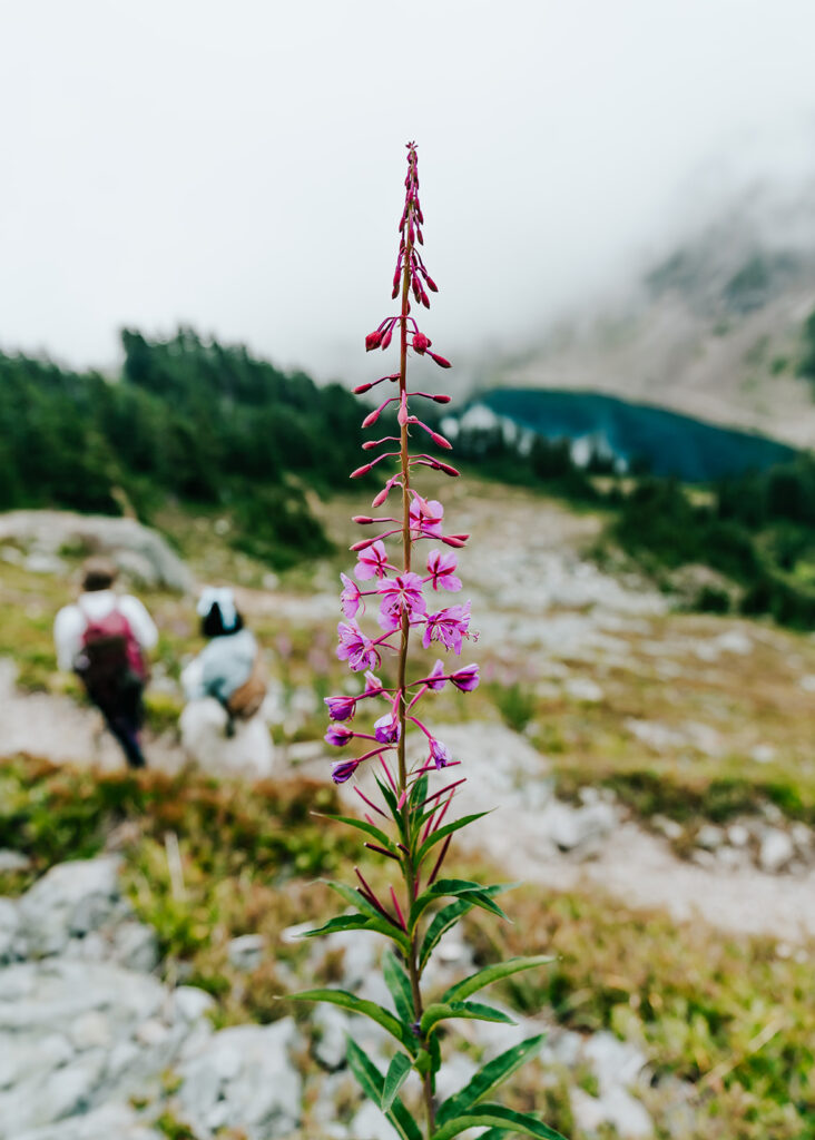 a shot of alaskan fireweed with a hiking couple blurred out during their north cascades elopement