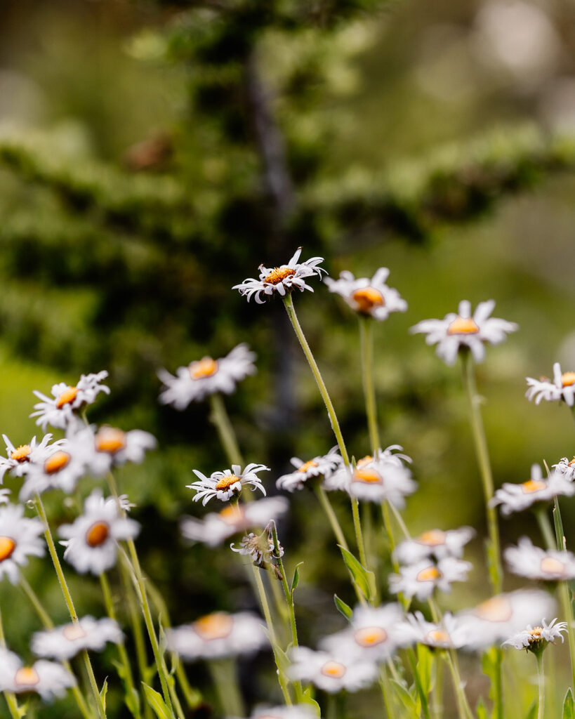 a detail shot of purple wildflowers